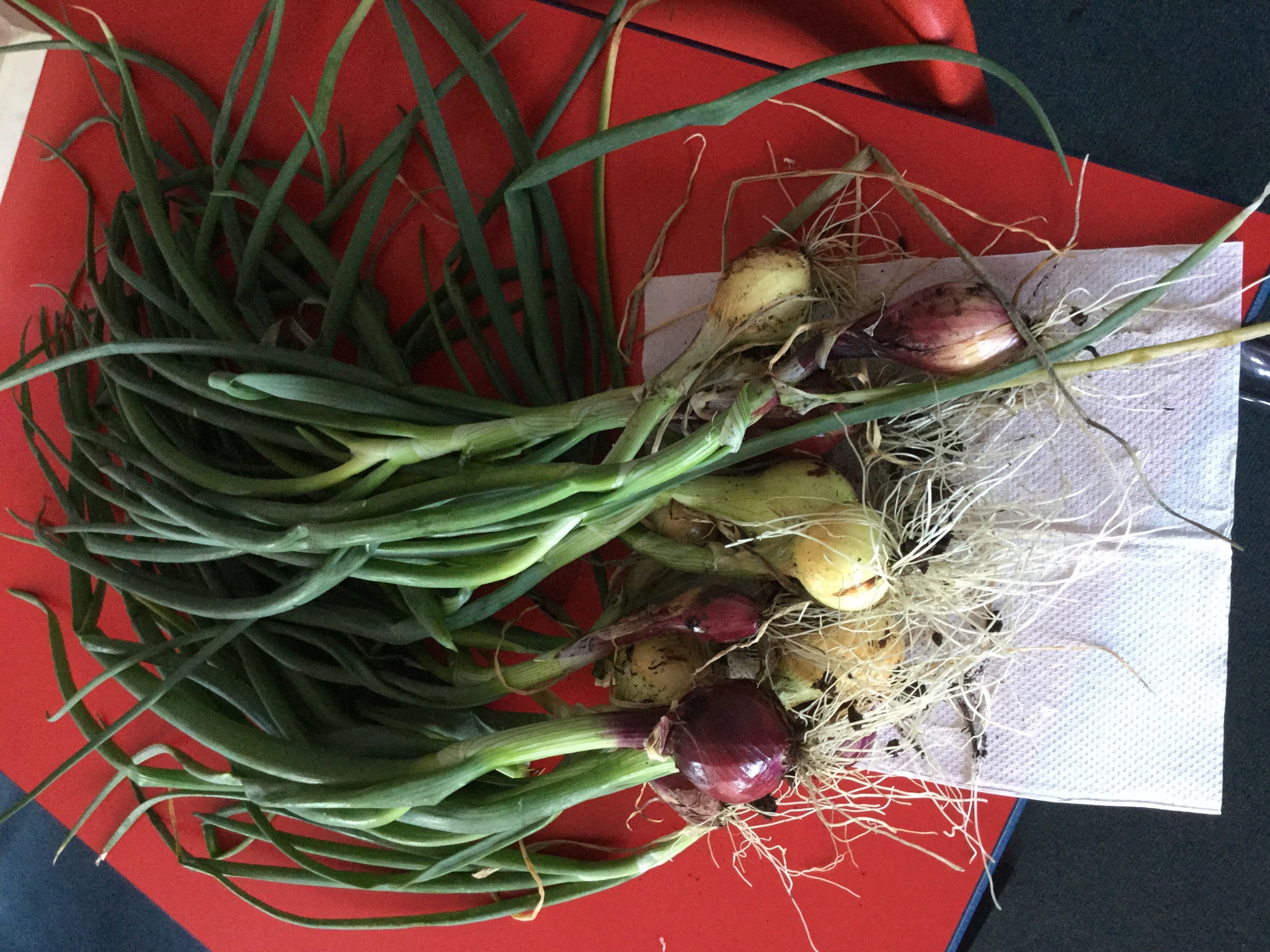 Image of Digging up onions