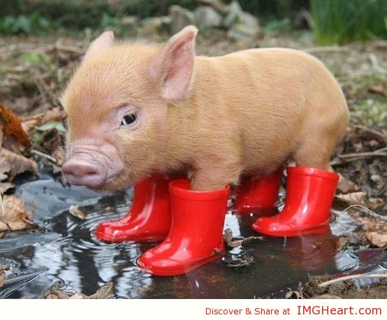 Image of Wellies after the weekend please