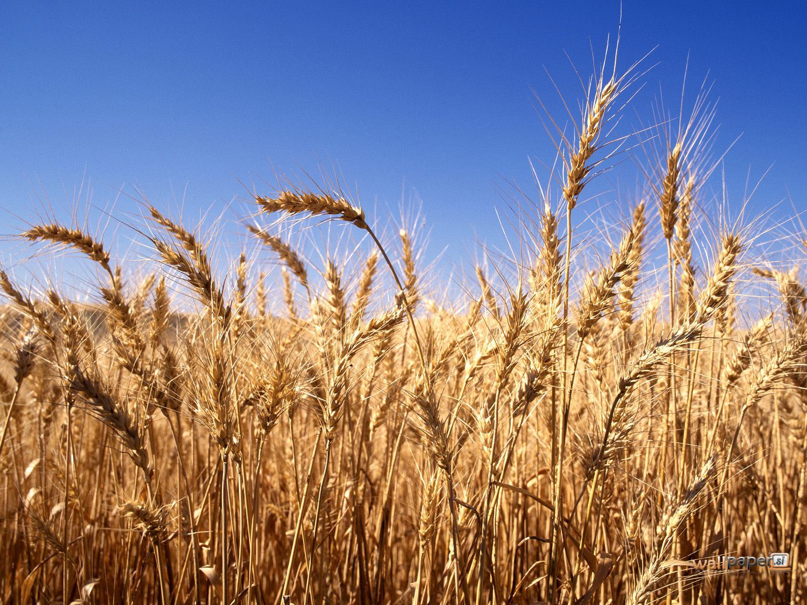 Image of Harvest Service