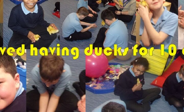 Image of Ducklings in Primary