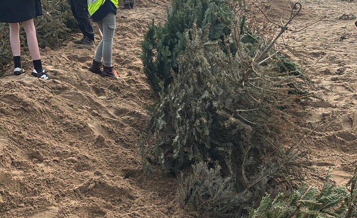 Image of Planting Christmas Trees to Save the Coast