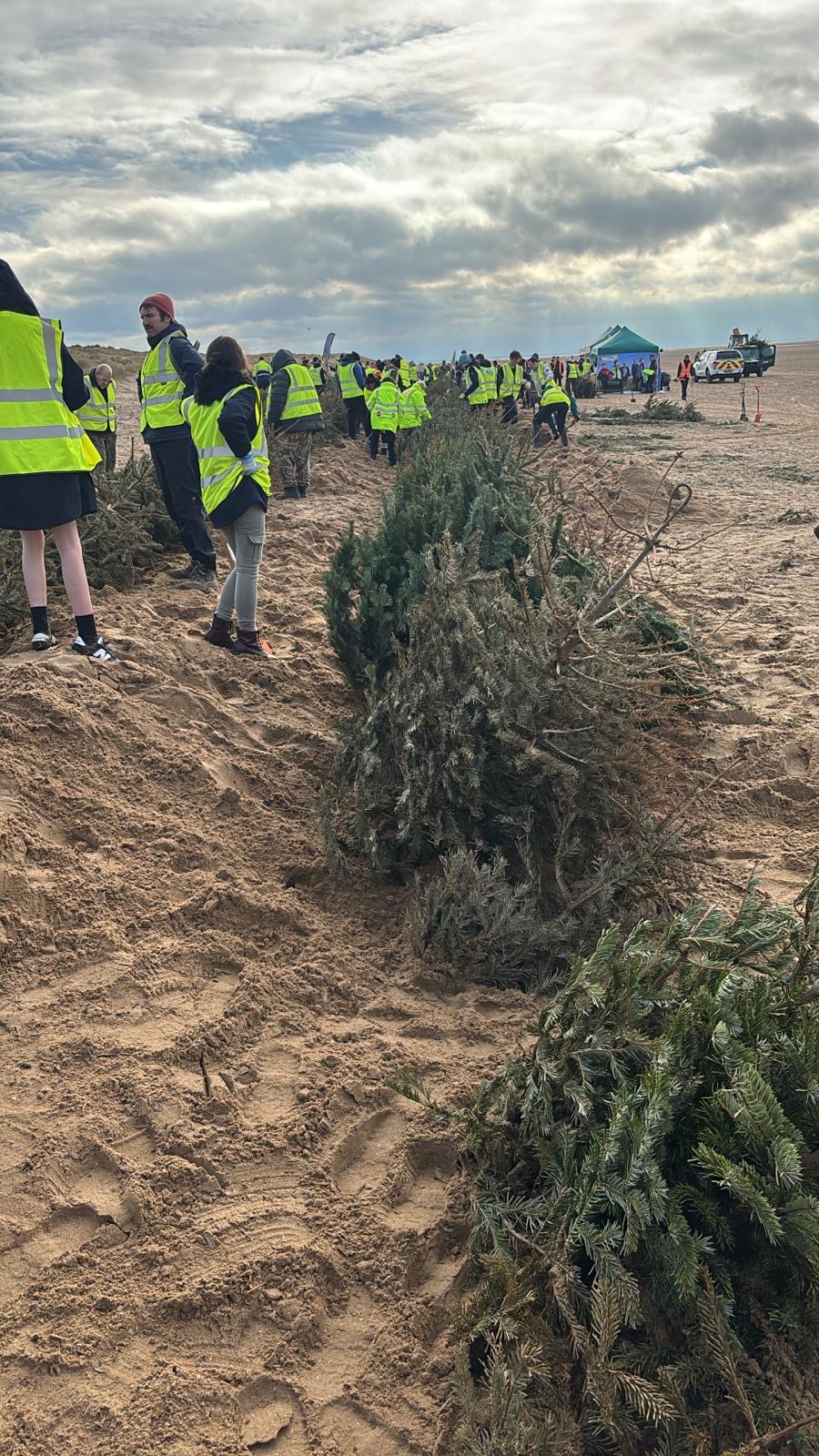 Image of Planting Christmas Trees to Save the Coast