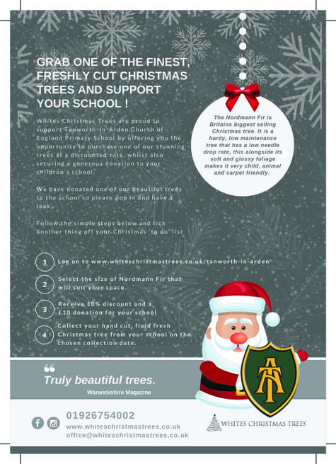 Image of Christmas Trees