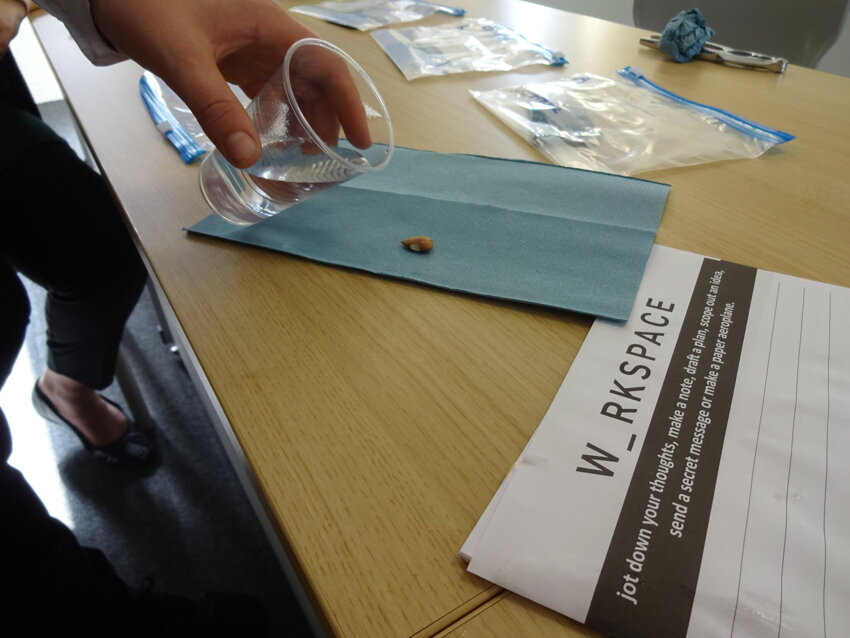 Image of Germinating Apricot Seeds