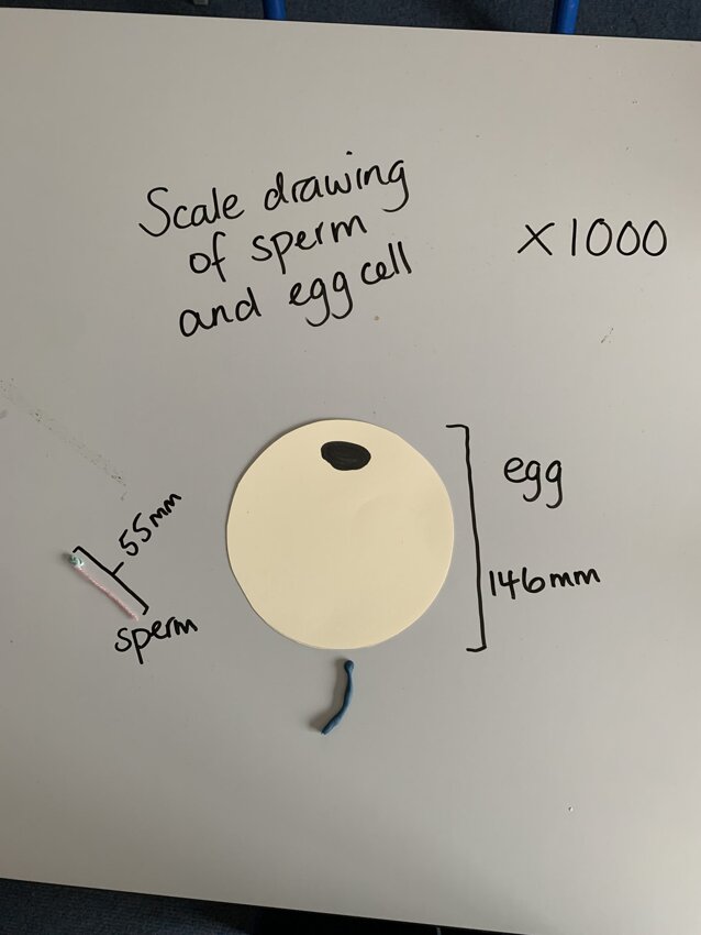 Image of Key Stage 3 Science