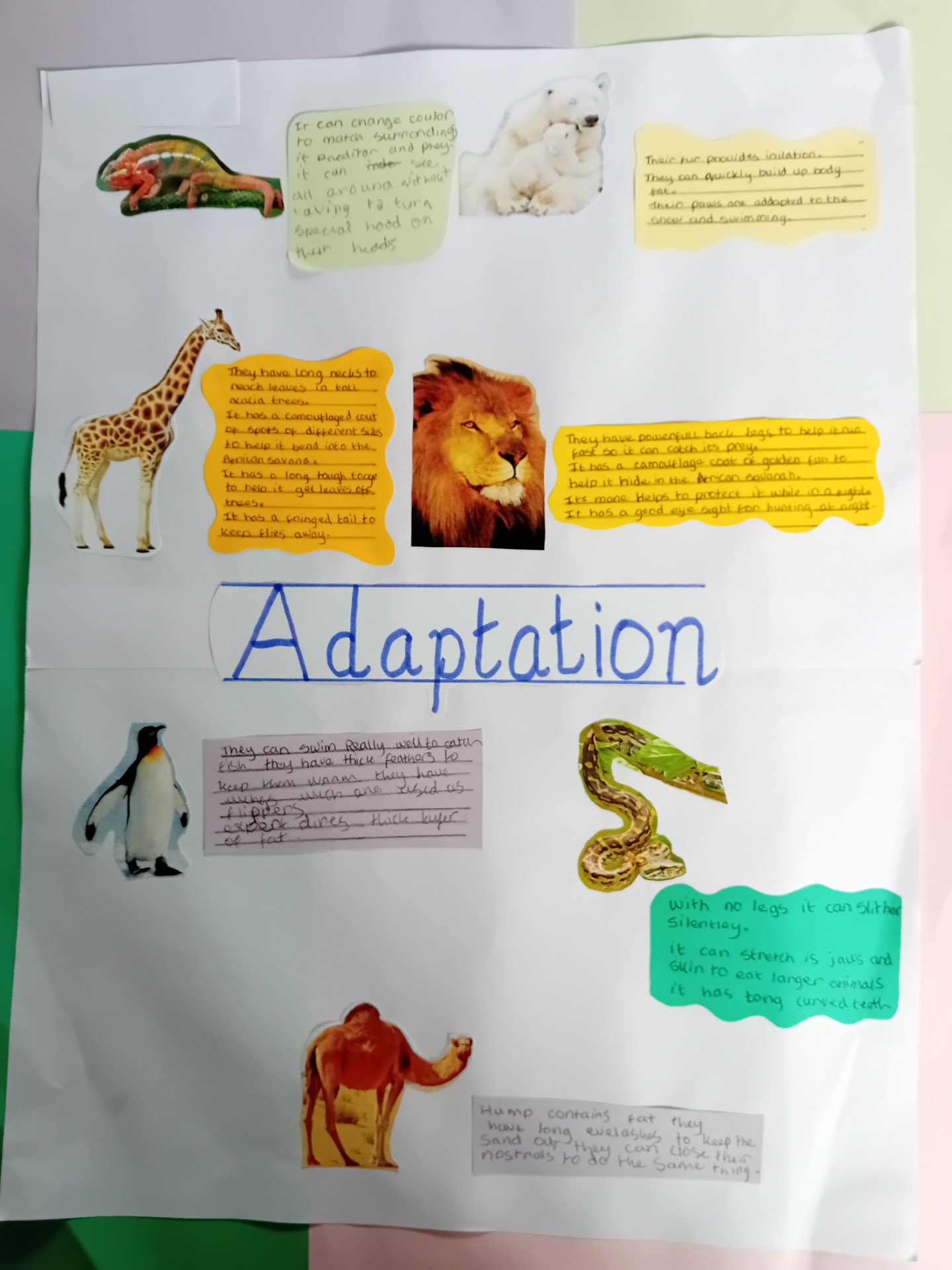 Adaptation