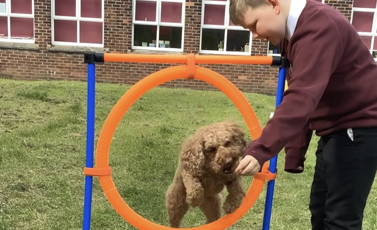 Image of Dog Training Club