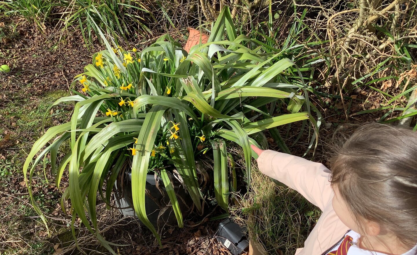 Image of Signs of Spring