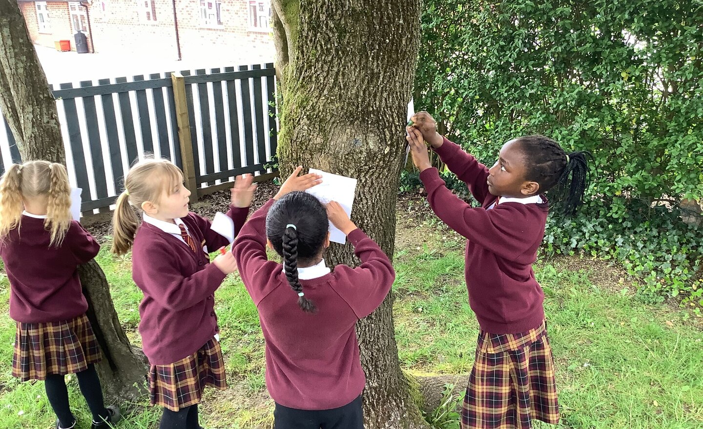 Image of Trees in the school garden
