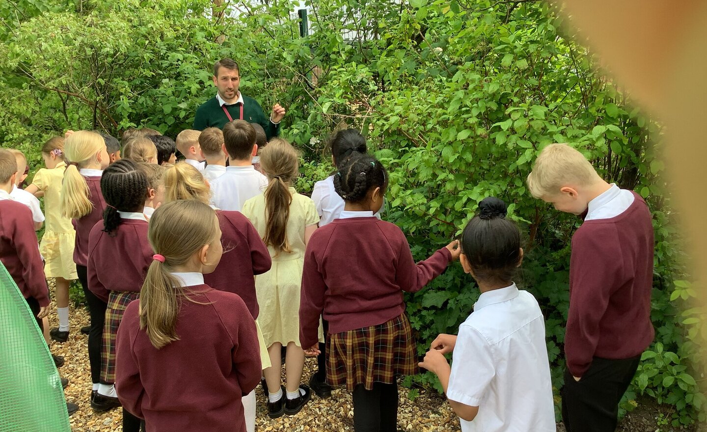 Image of Lifecycle of a plant