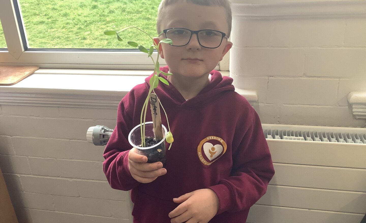 Image of Our Sunflower Growth