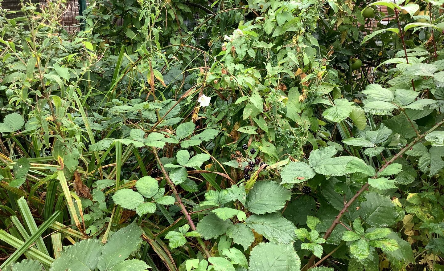 Image of Autumn Walk