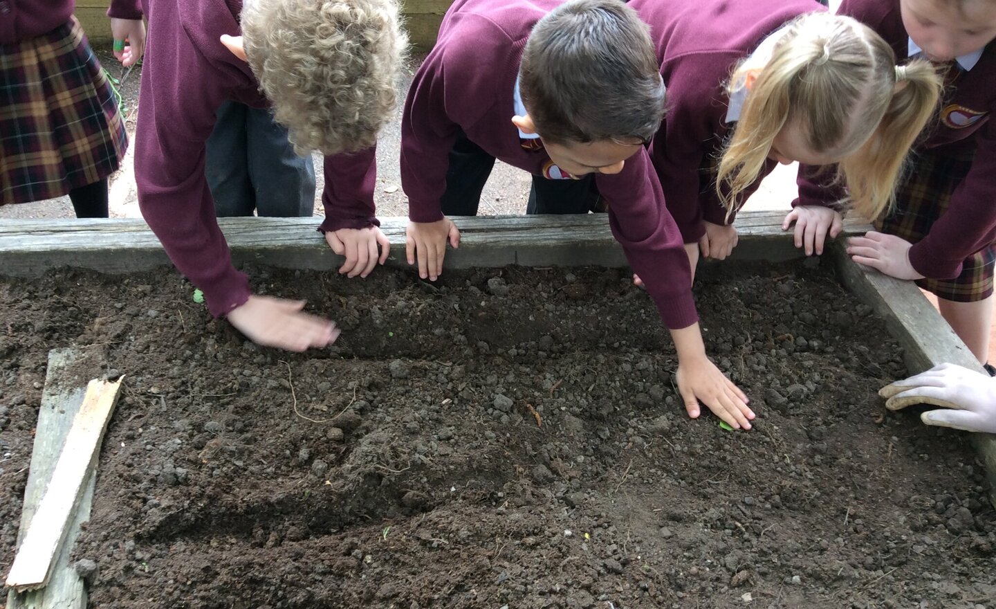 Image of Sewing Seeds