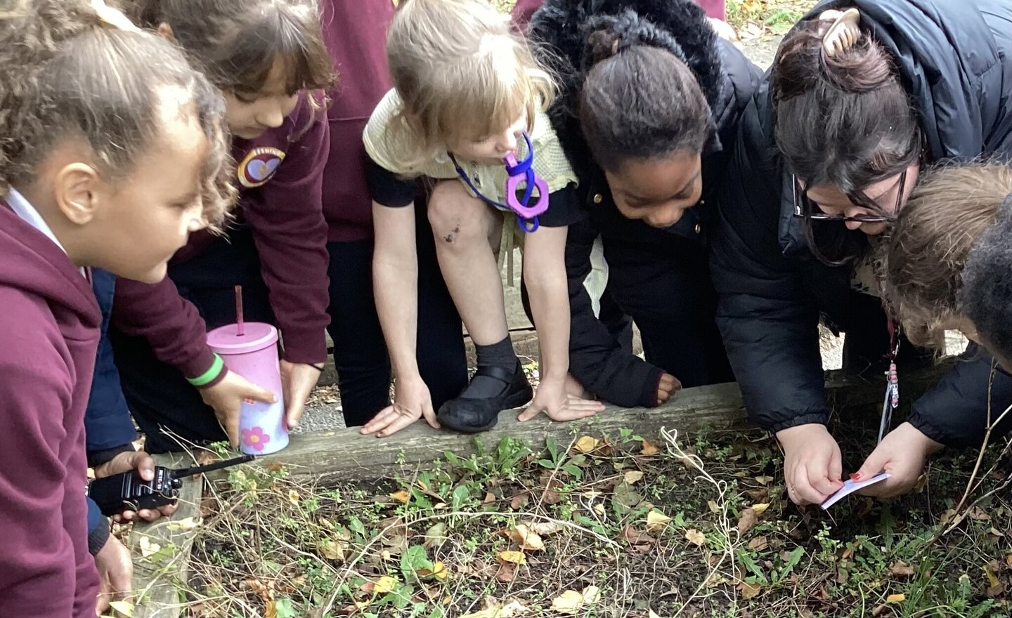 Image of The Parable of the Mustard Seed