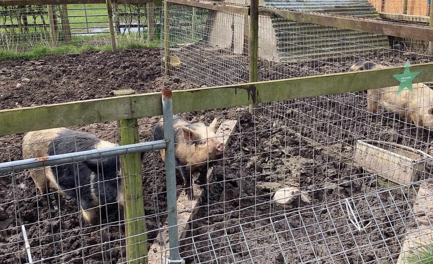 Image of 3S Trip to Ridgeway Farm