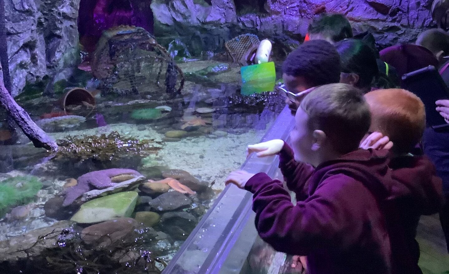 Image of 2S Sealife centre