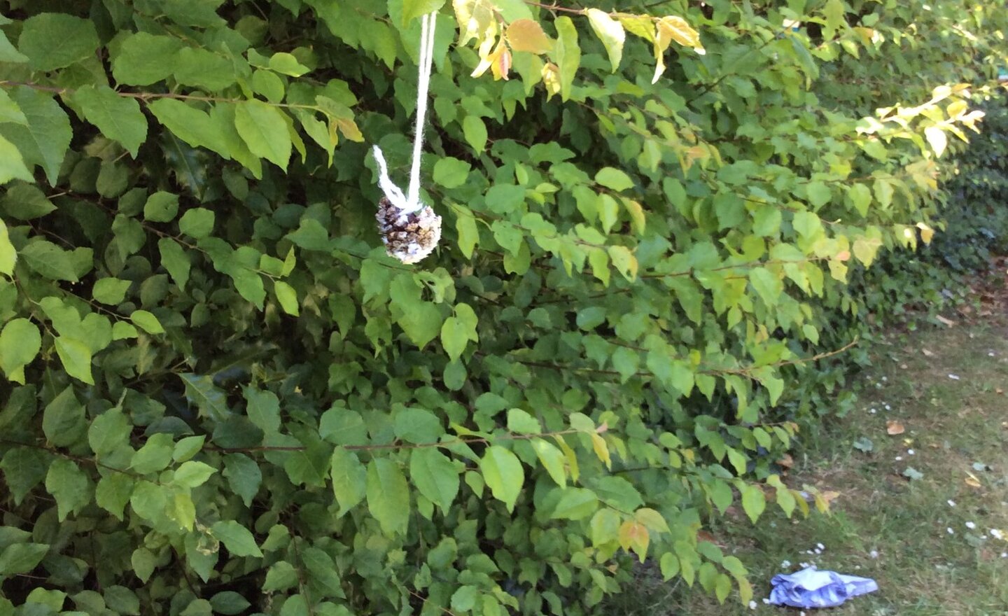 Image of Bird Feeders 