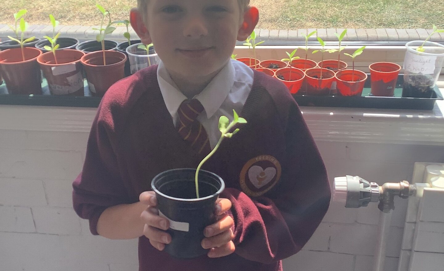 Image of 2S sunflowers