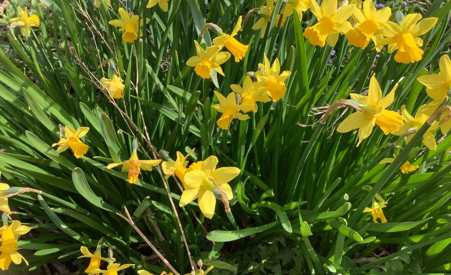 Image of Y1S signs of Spring