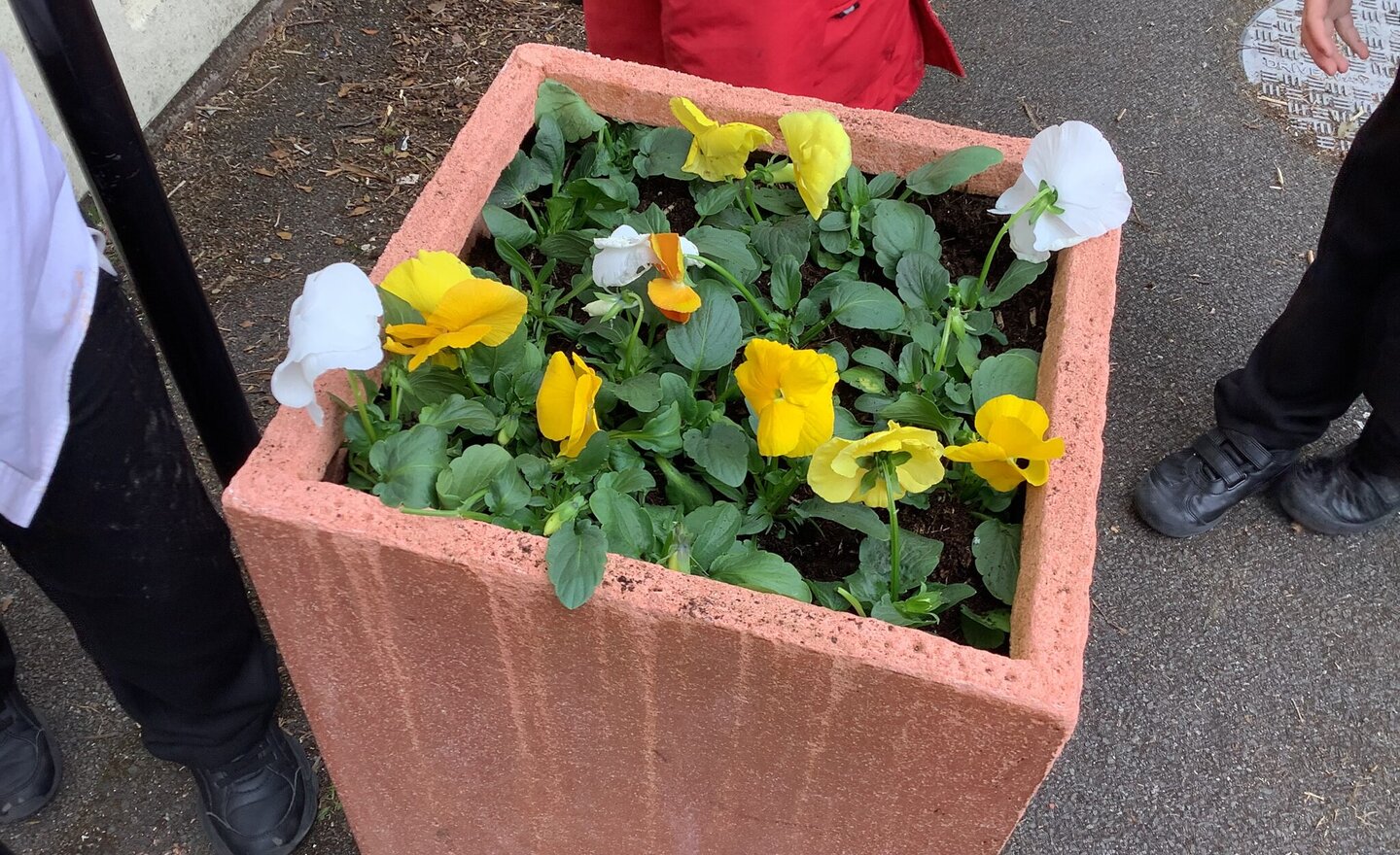 Image of Planting in Year 1 Sacrament 