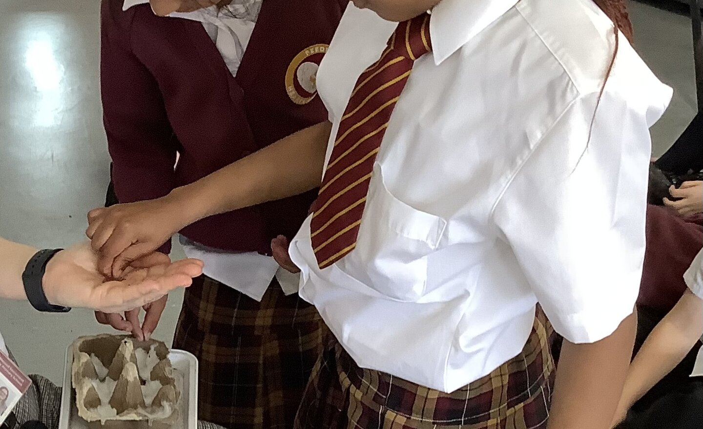 Image of Cress seeds Y1S