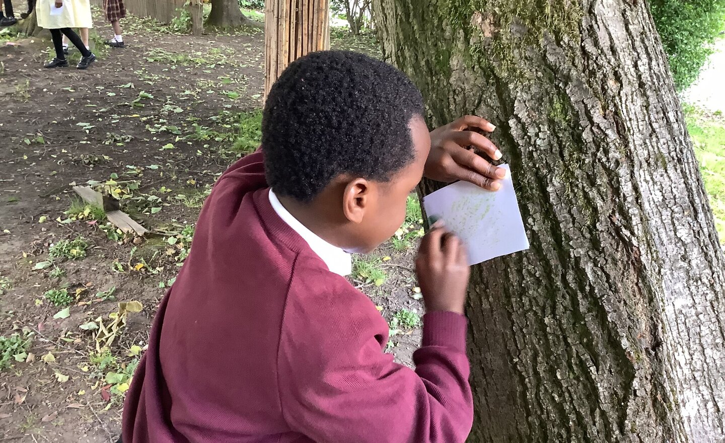 Image of Trees Y1 Sacrament