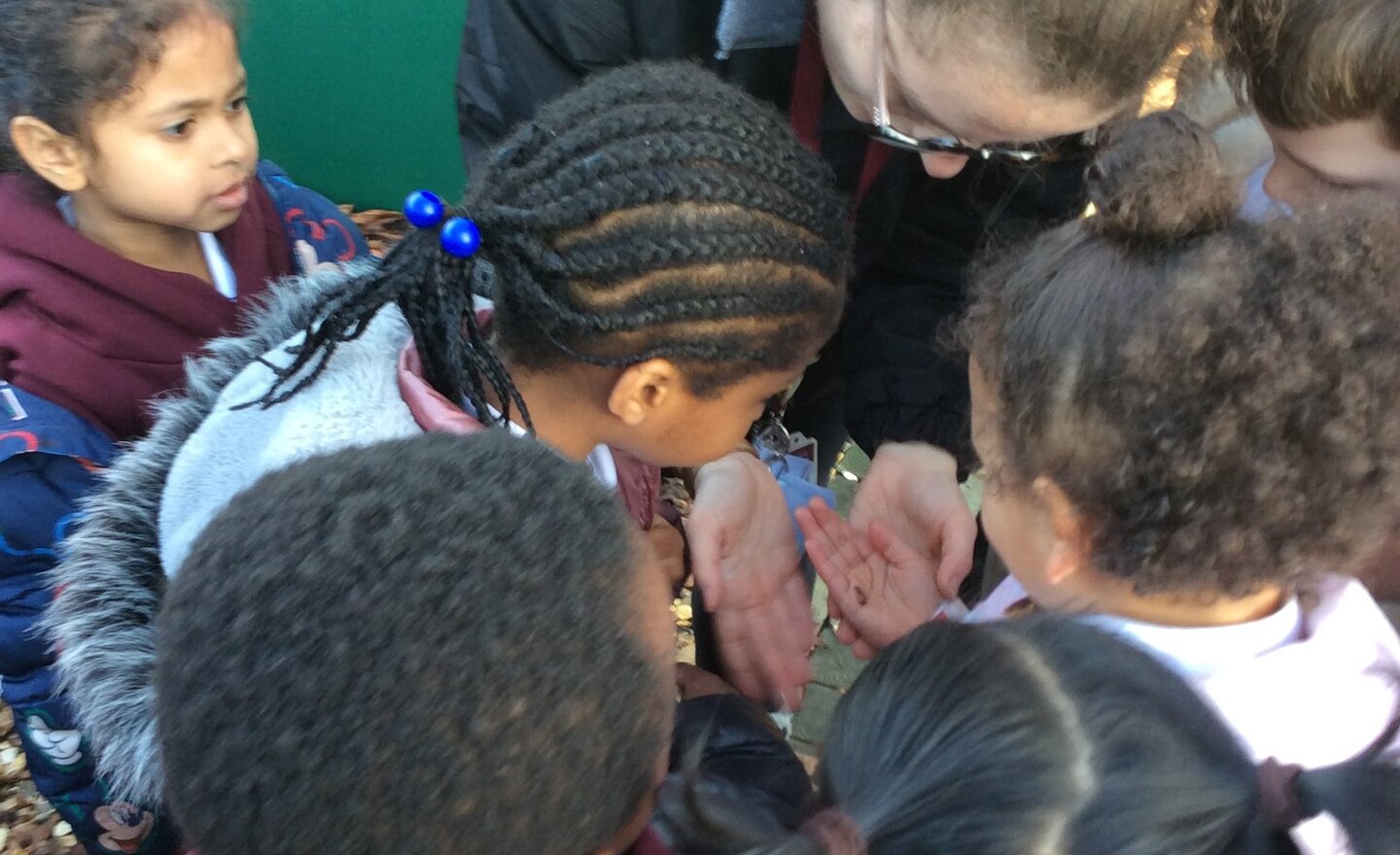 Image of Minibeast Hunt 