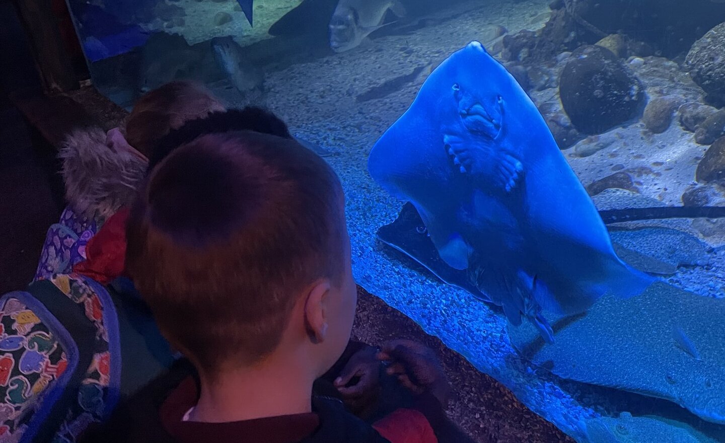 Image of Our trip to The Sealife Centre