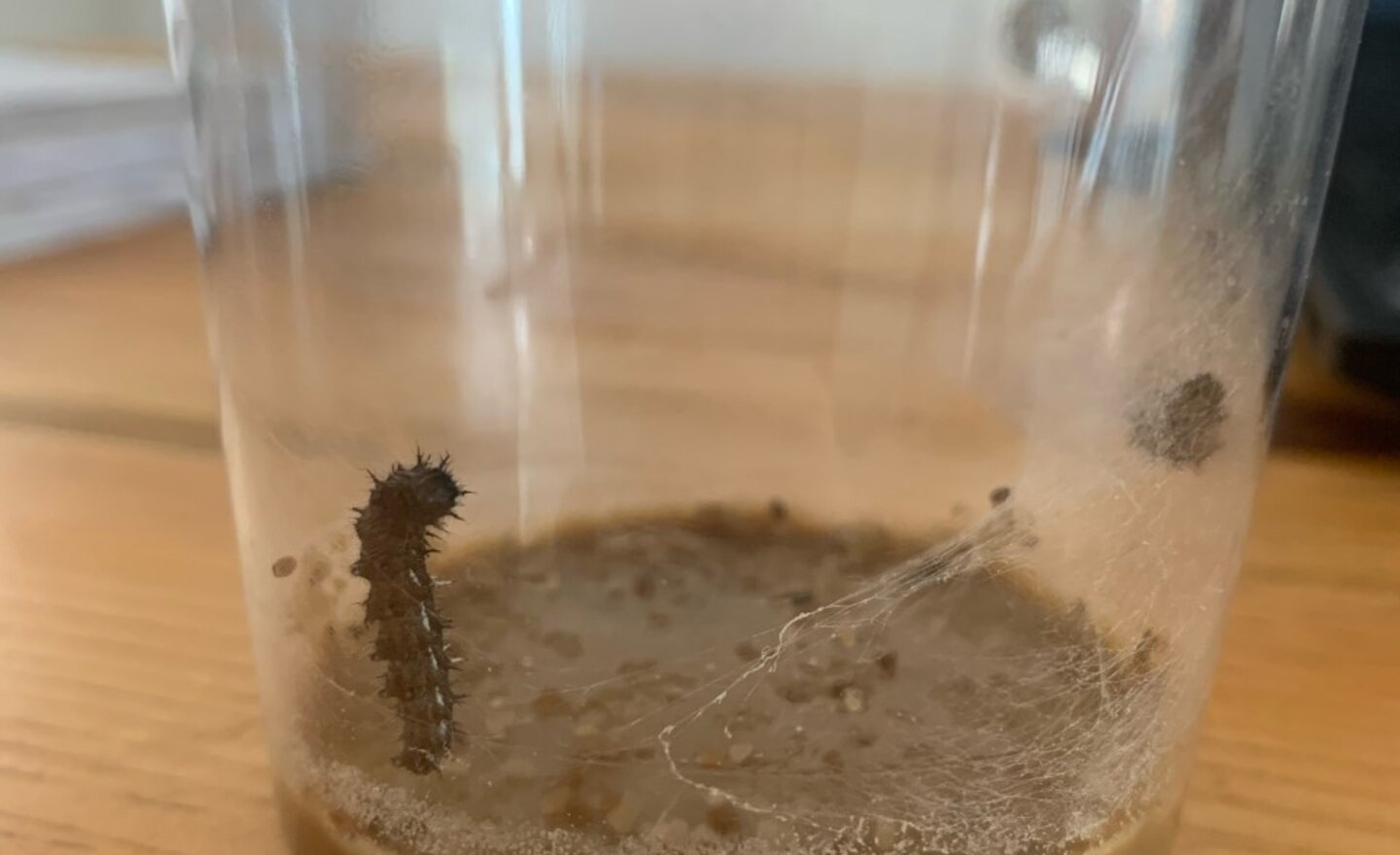 Image of A special delivery!