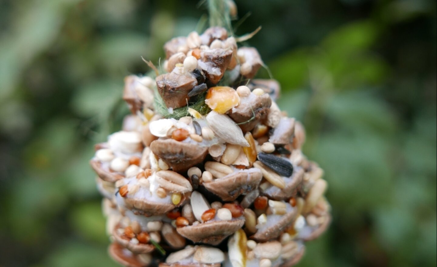 Image of Bird Feeders