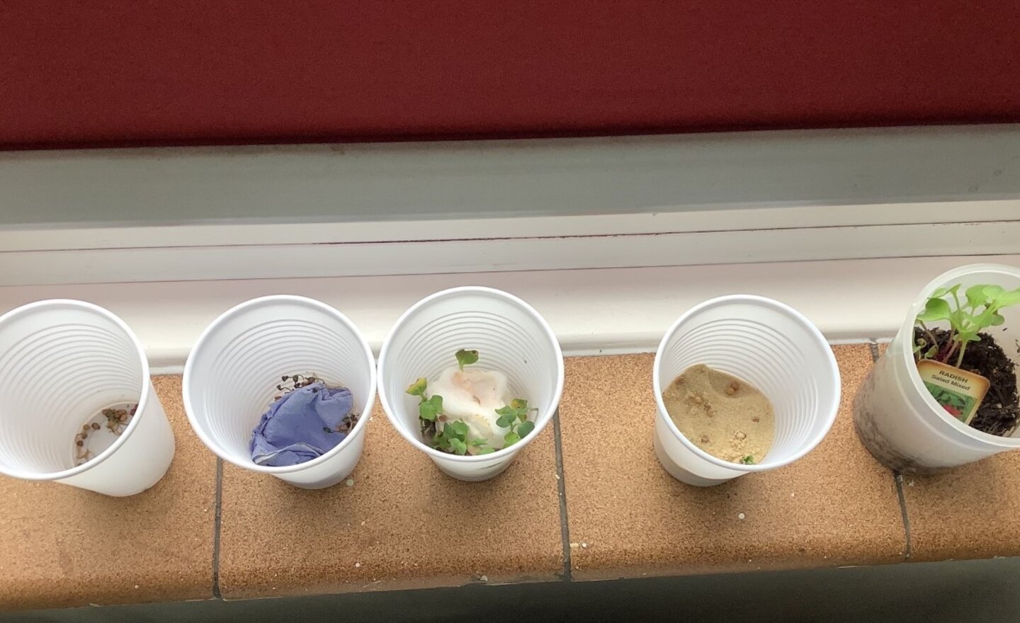 Image of Do plants need soil to grow?