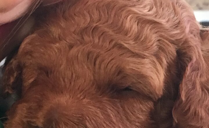 Image of School Dog Introduction