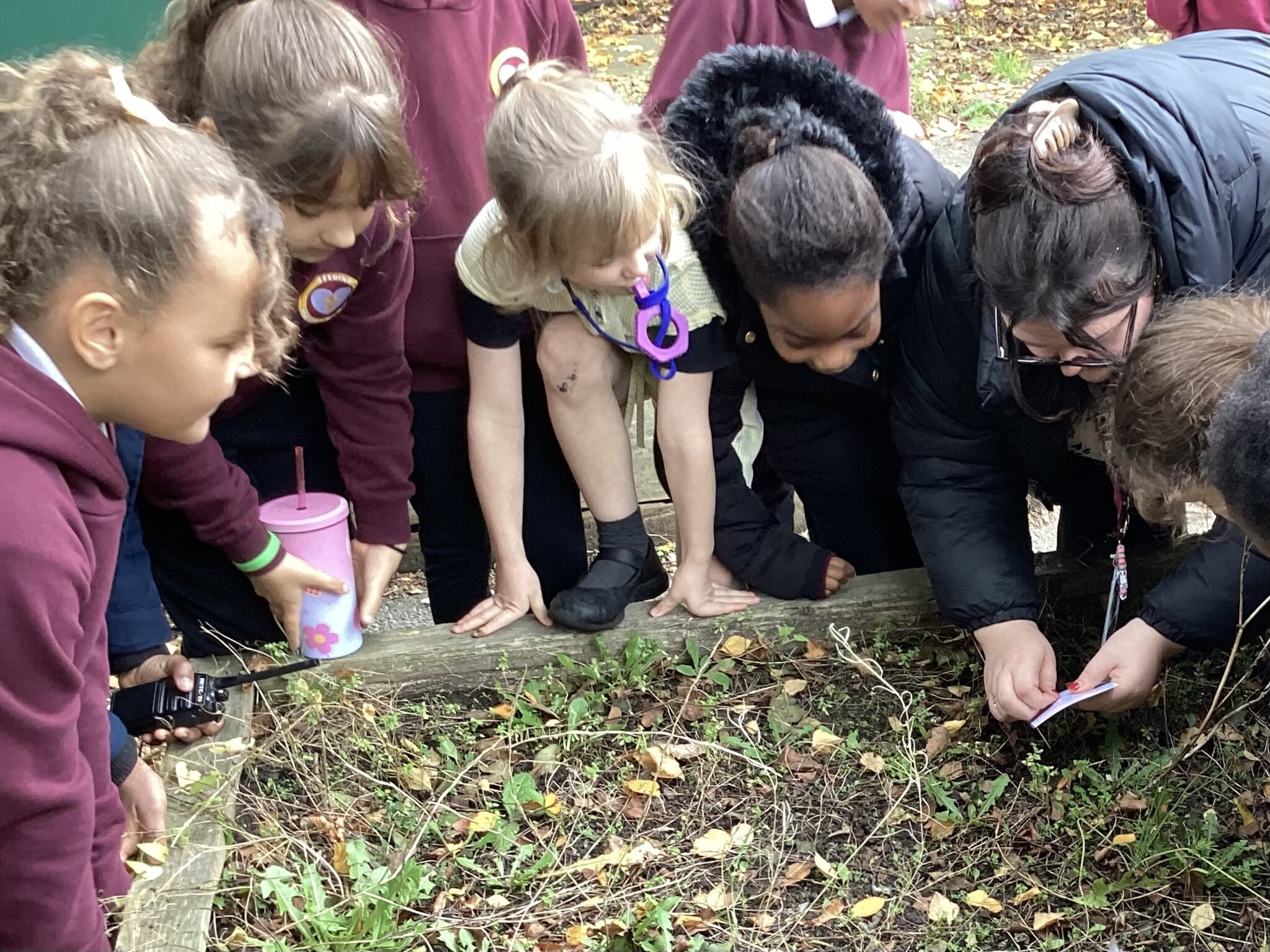 Image of The Parable of the Mustard Seed