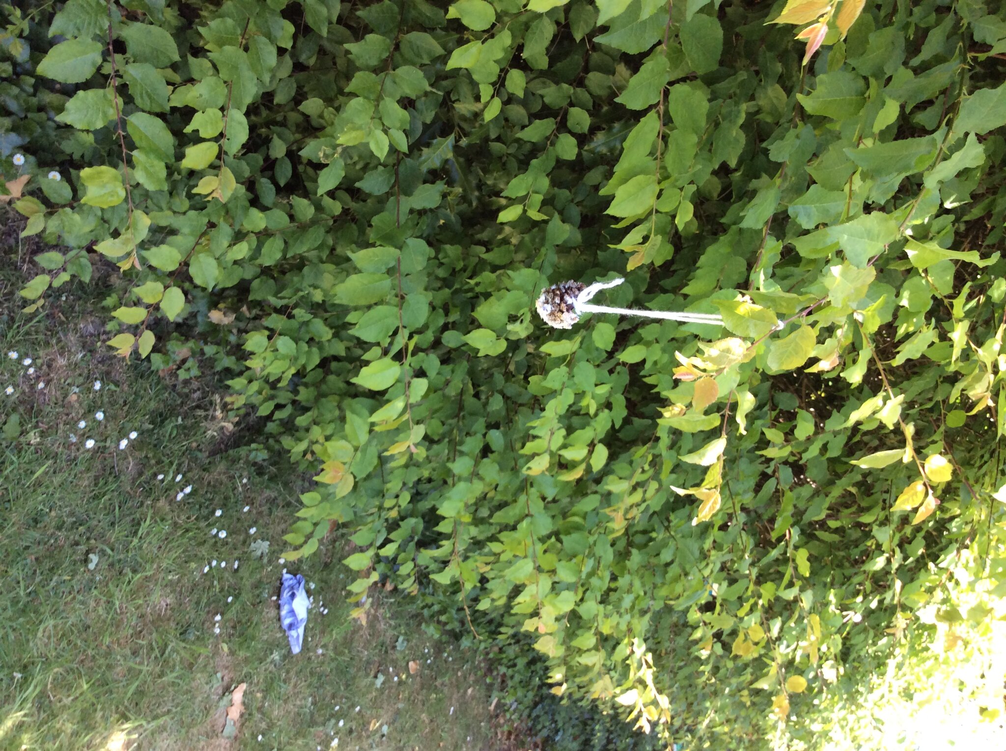 Image of Bird Feeders 