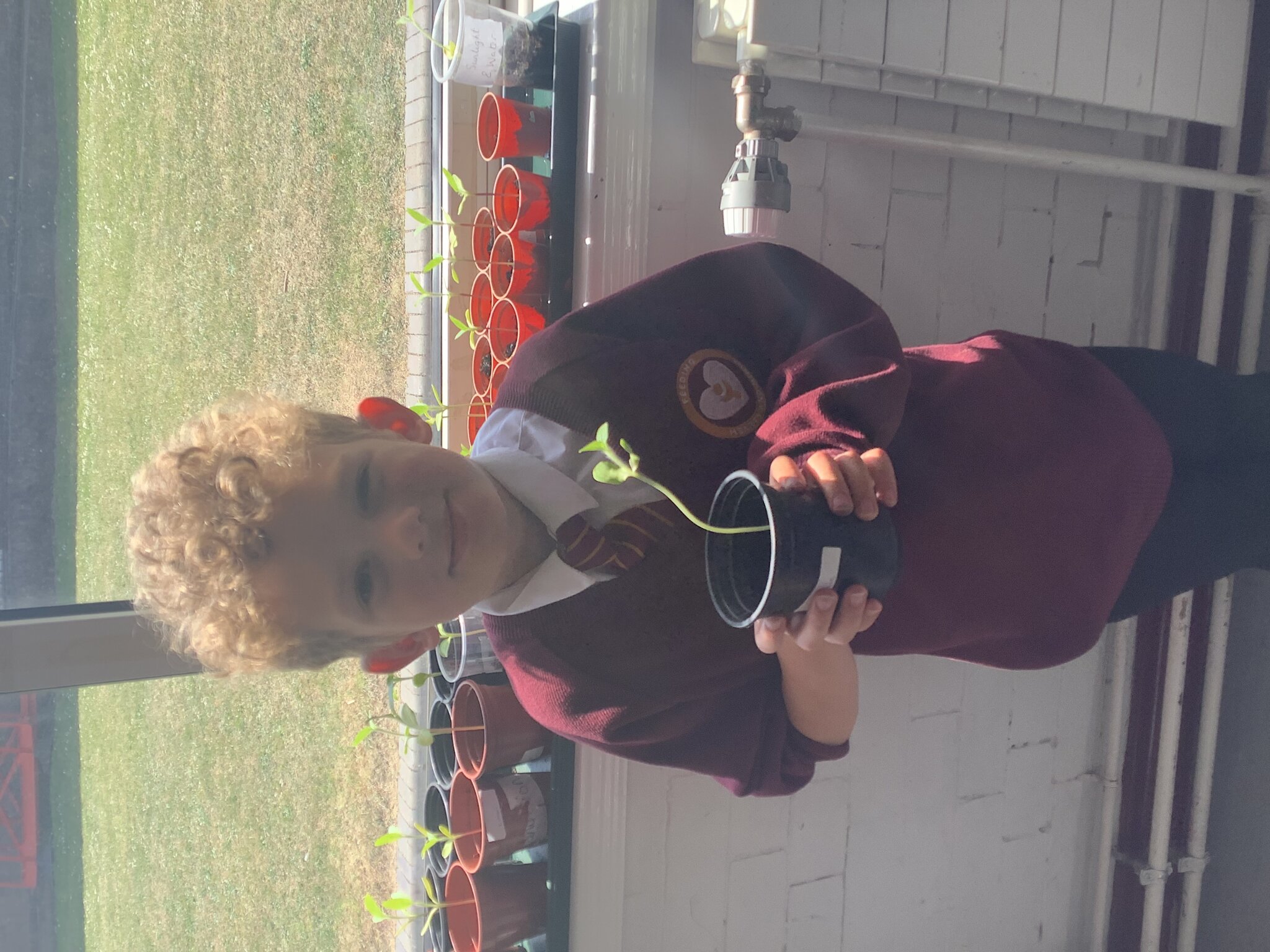 Image of 2S sunflowers 