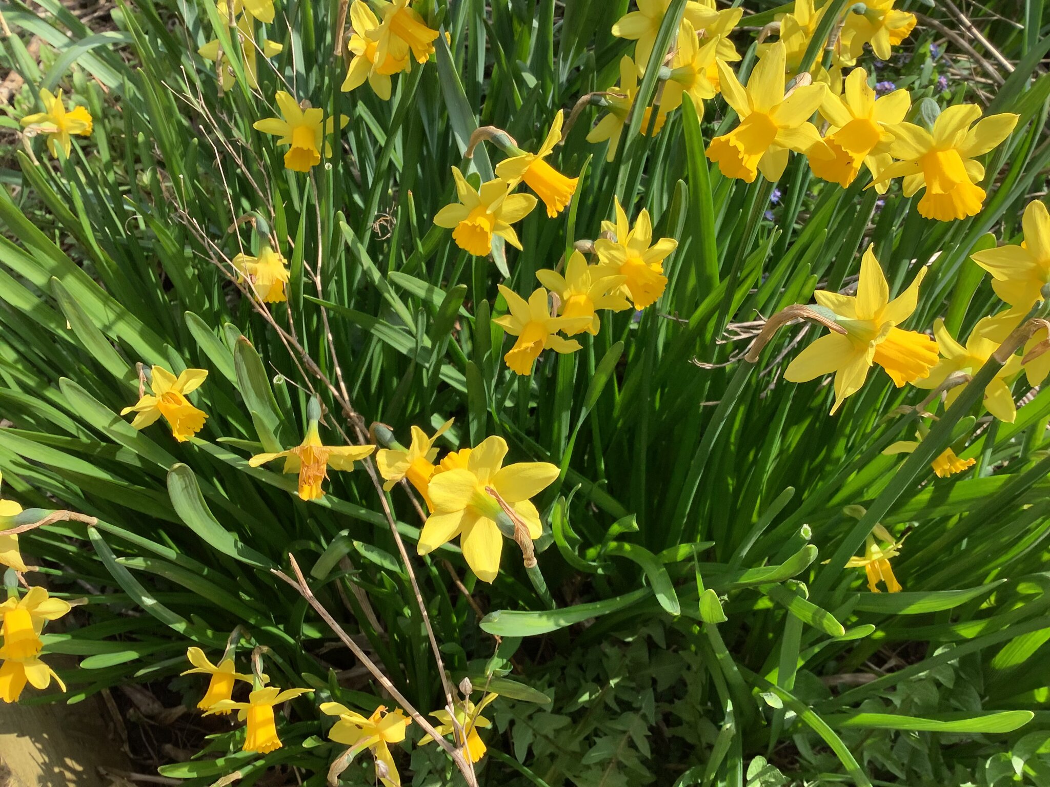 Image of Y1S signs of Spring