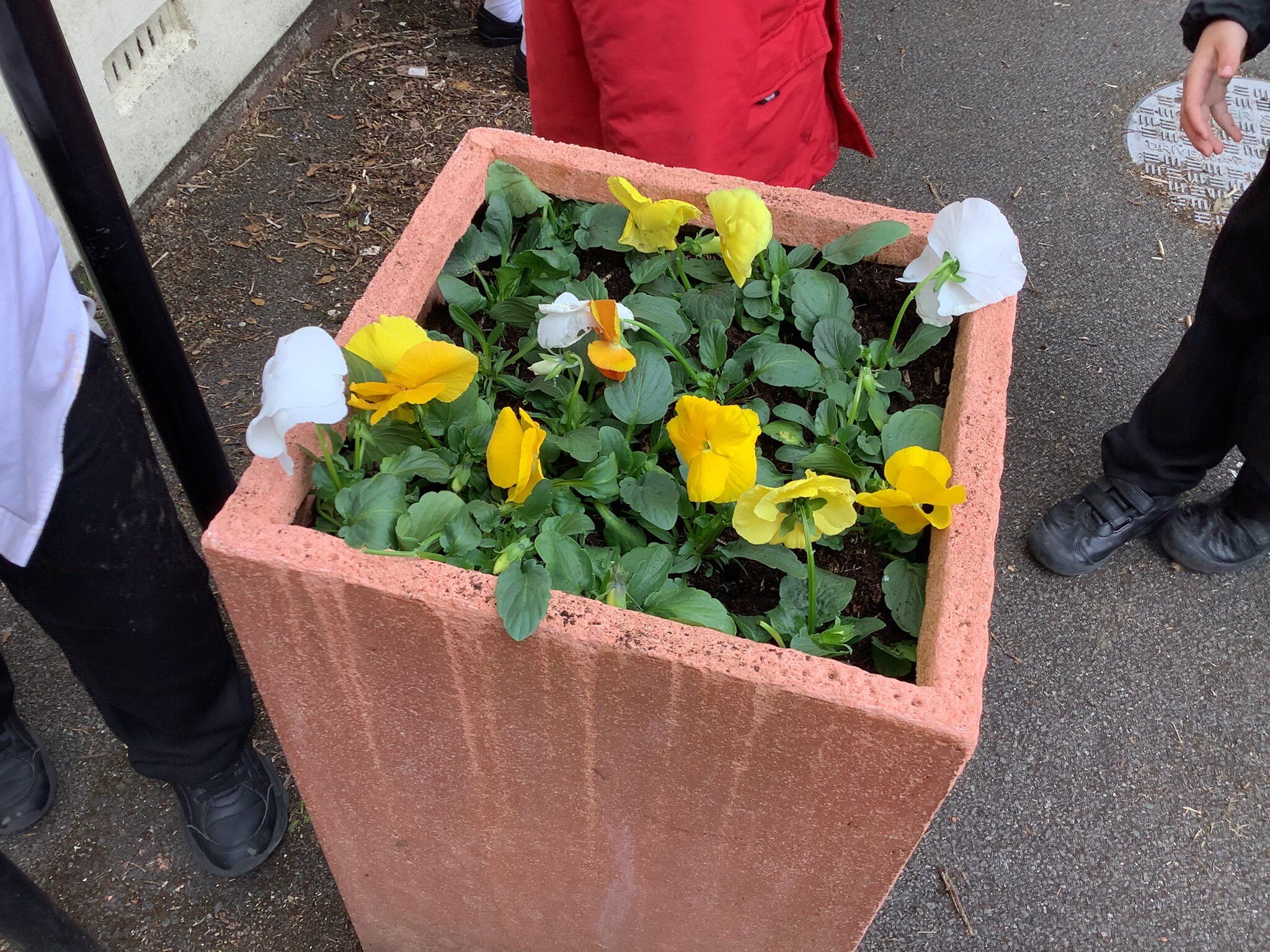 Image of Planting in Year 1 Sacrament 