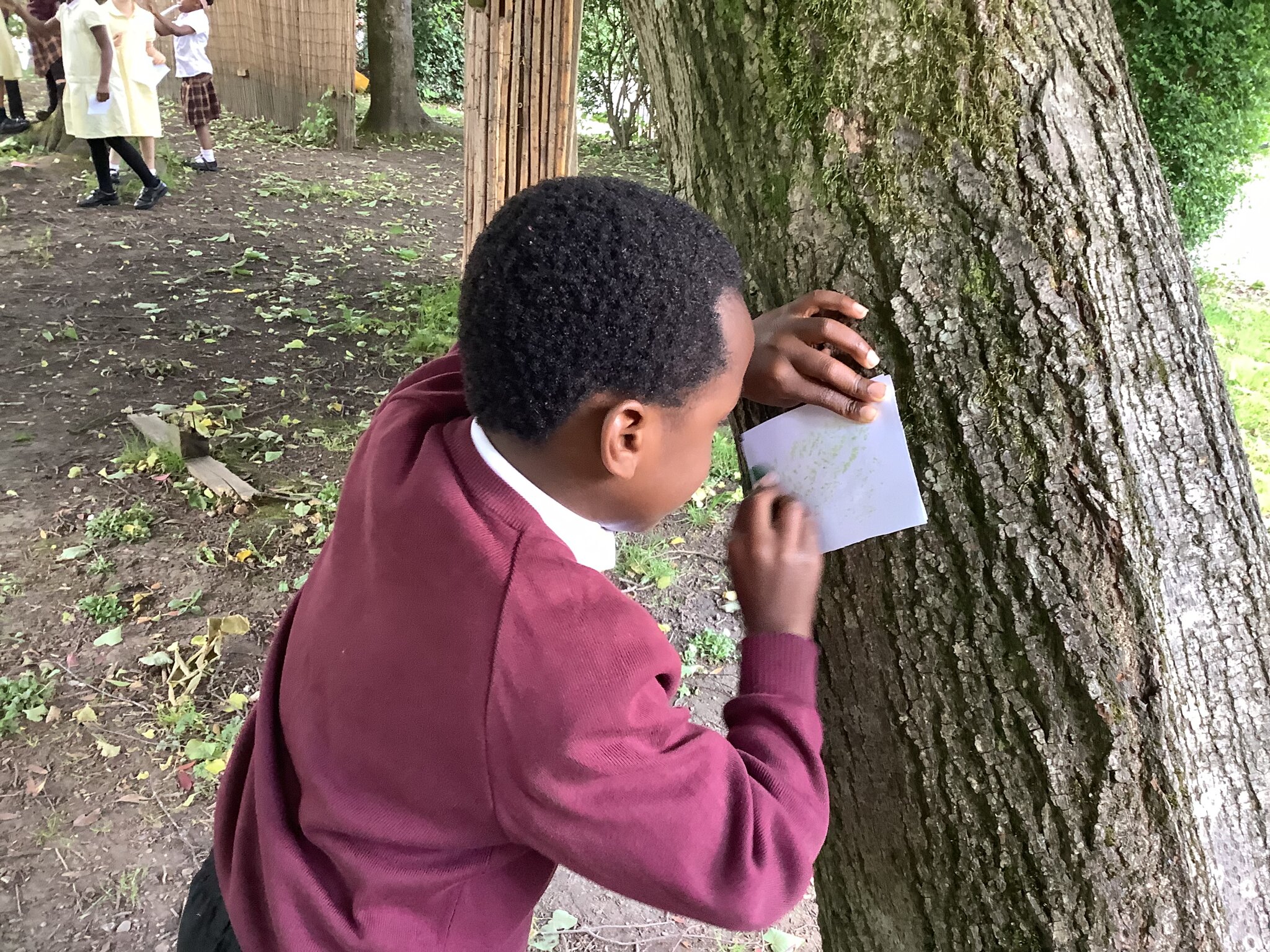 Image of Trees Y1 Sacrament