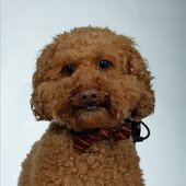 Buddy Bear