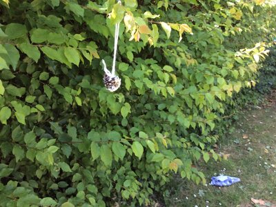 Image of Bird Feeders 
