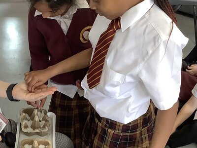 Image of Cress seeds Y1S