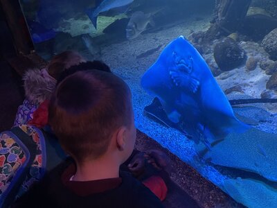 Image of Our trip to The Sealife Centre