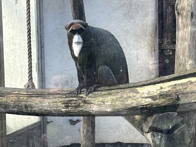 Image of Year 1 Blackpool Zoo Trip