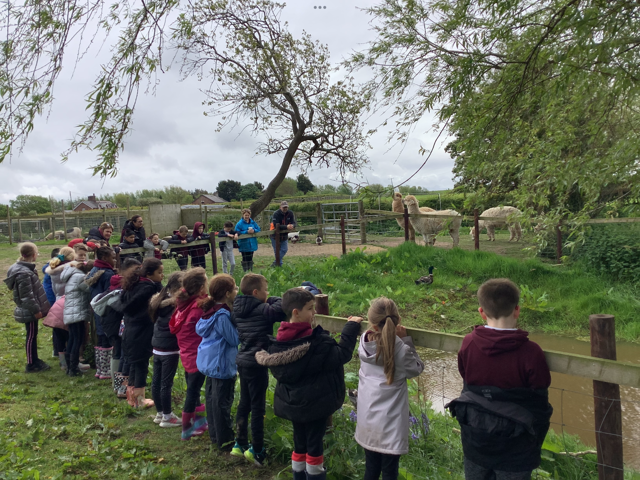 Image of Year 3 Sacrament Farm Trip