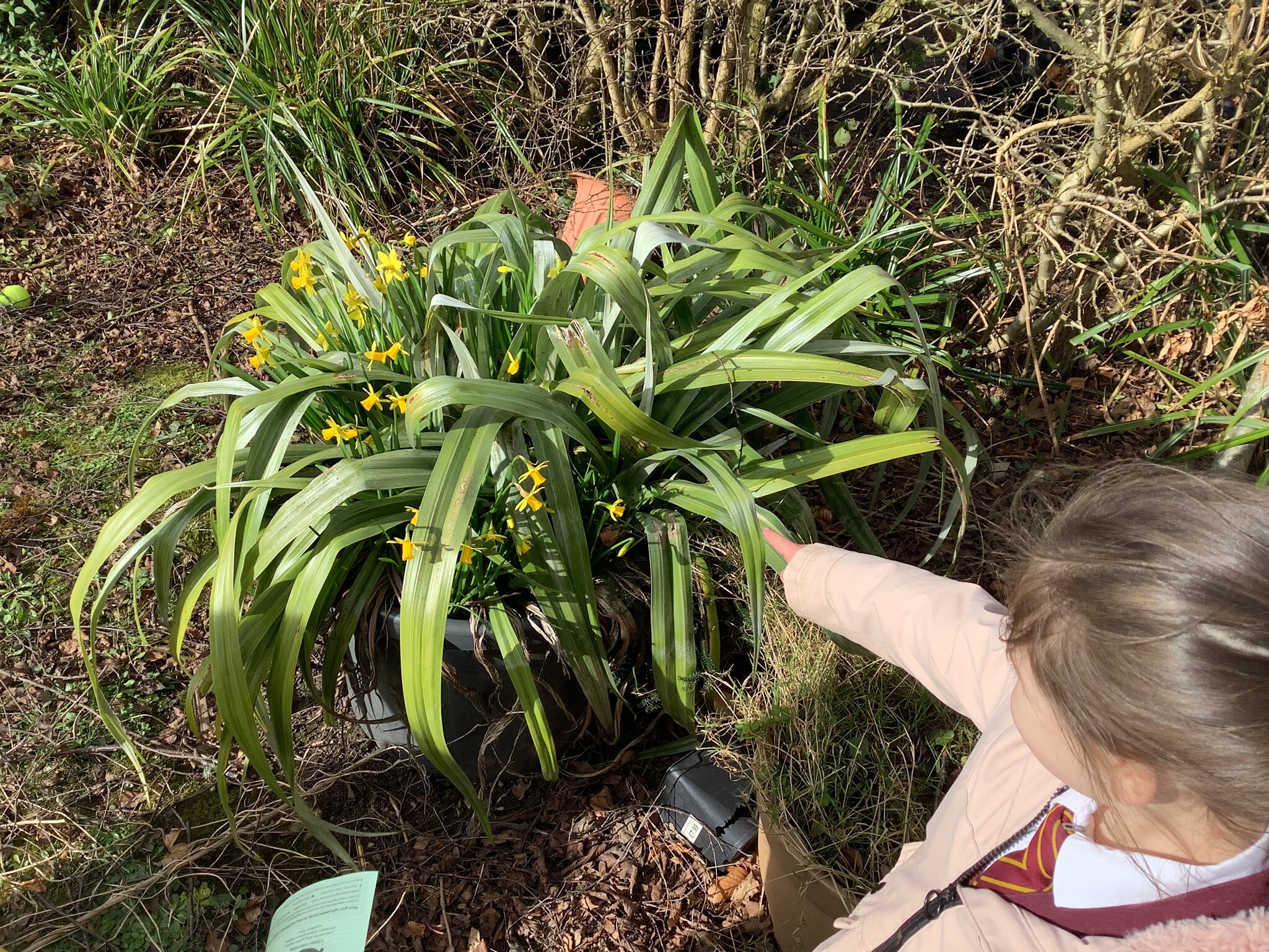 Image of Signs of Spring 