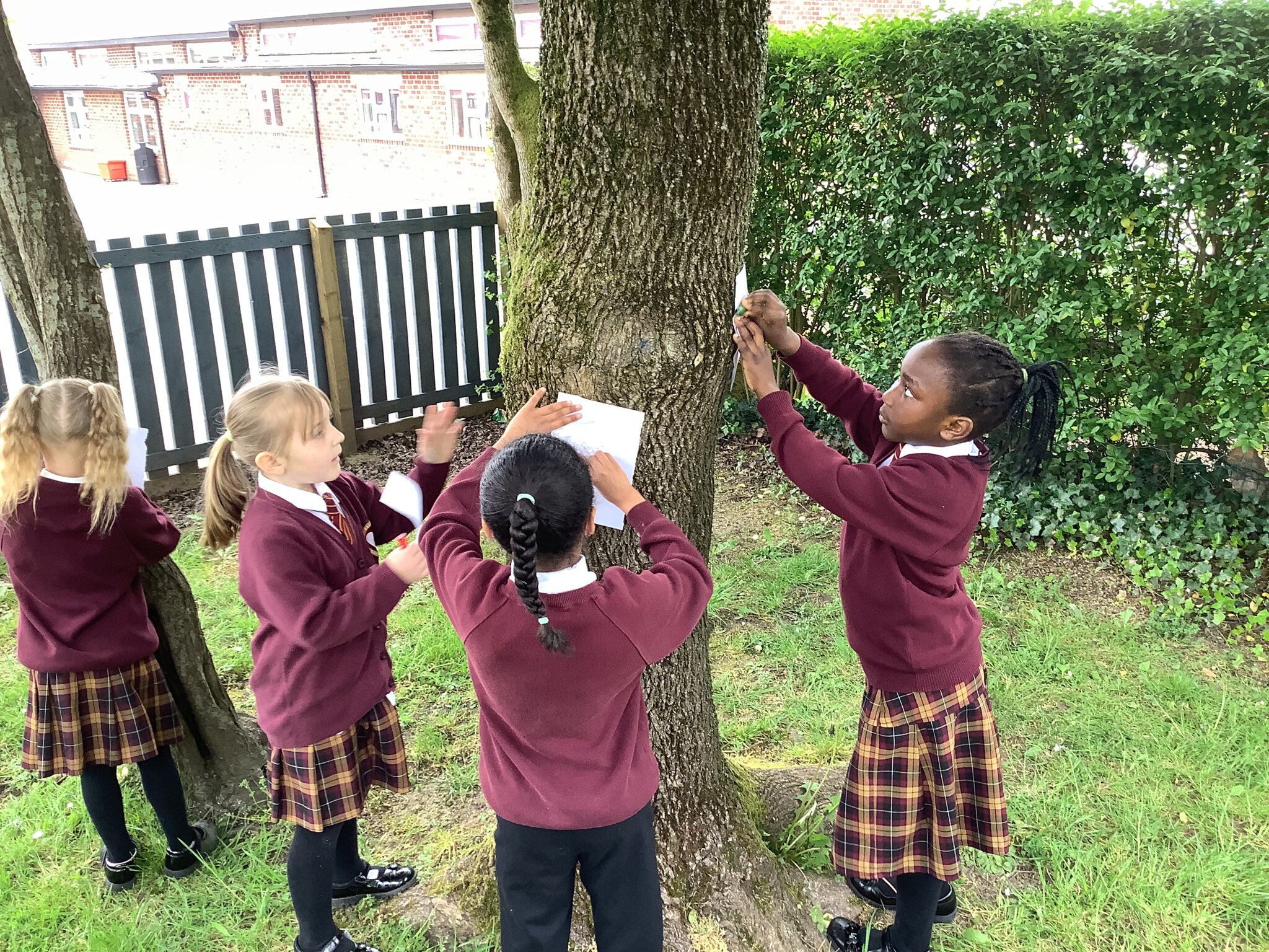 Image of Trees in the school garden