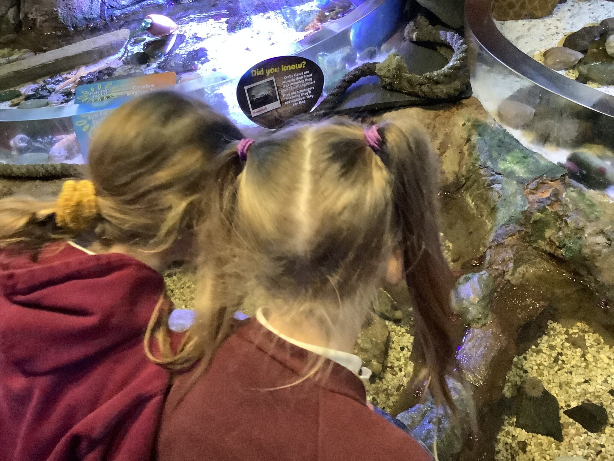 Image of Sealife Centre Blackpool