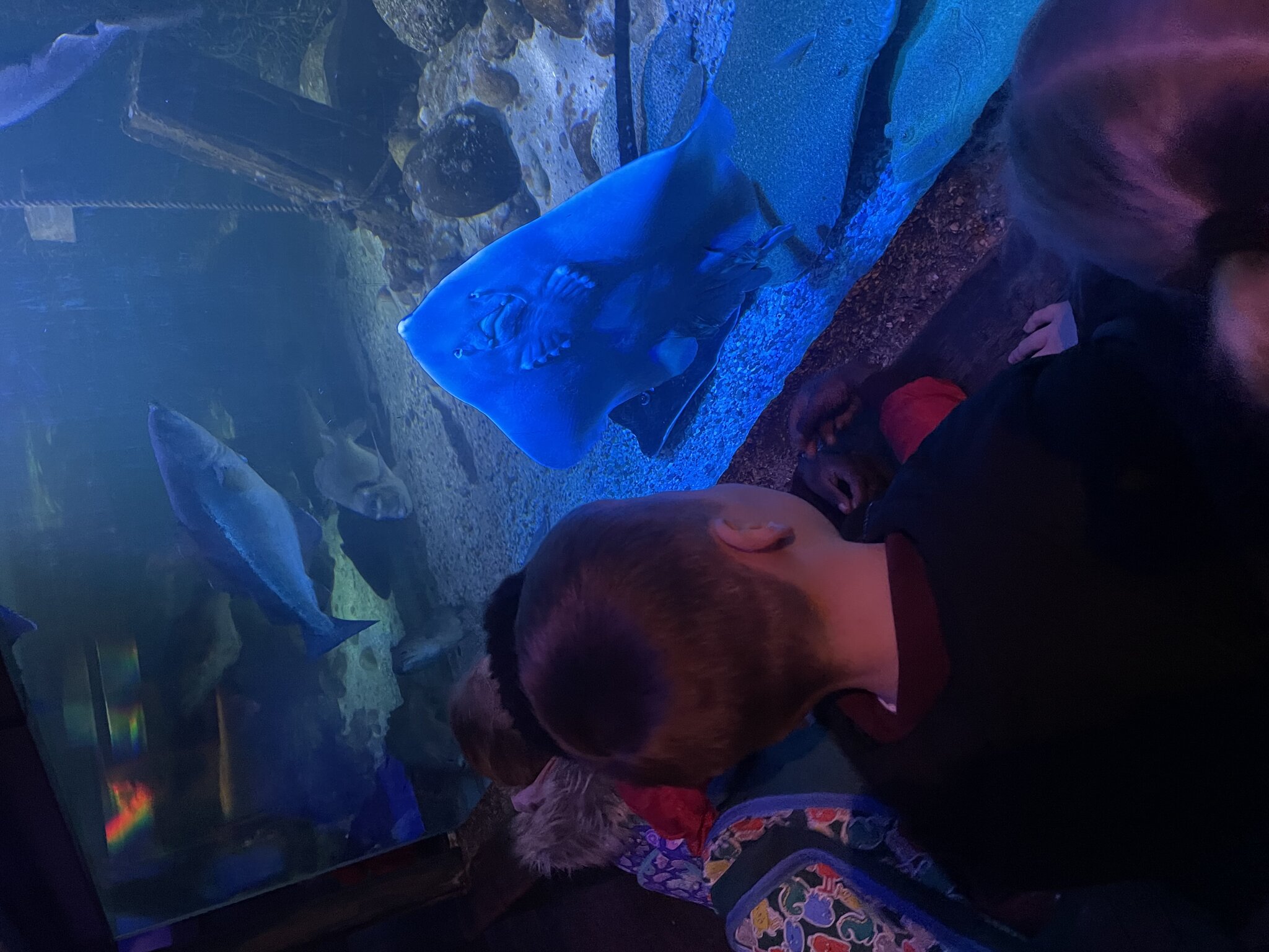 Image of Our trip to The Sealife Centre