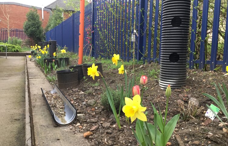 Image of Sixth form raised beds 