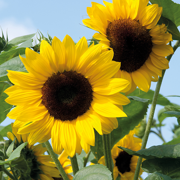 sunflower image hosted online